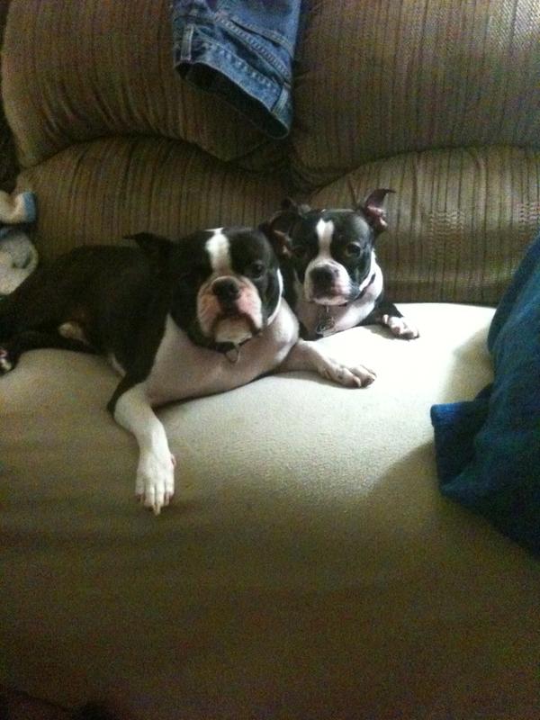 hot spot spray for dogs petsmart