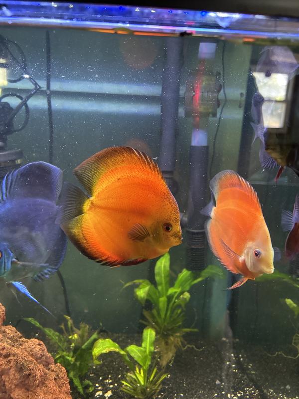 Discus petsmart best sale