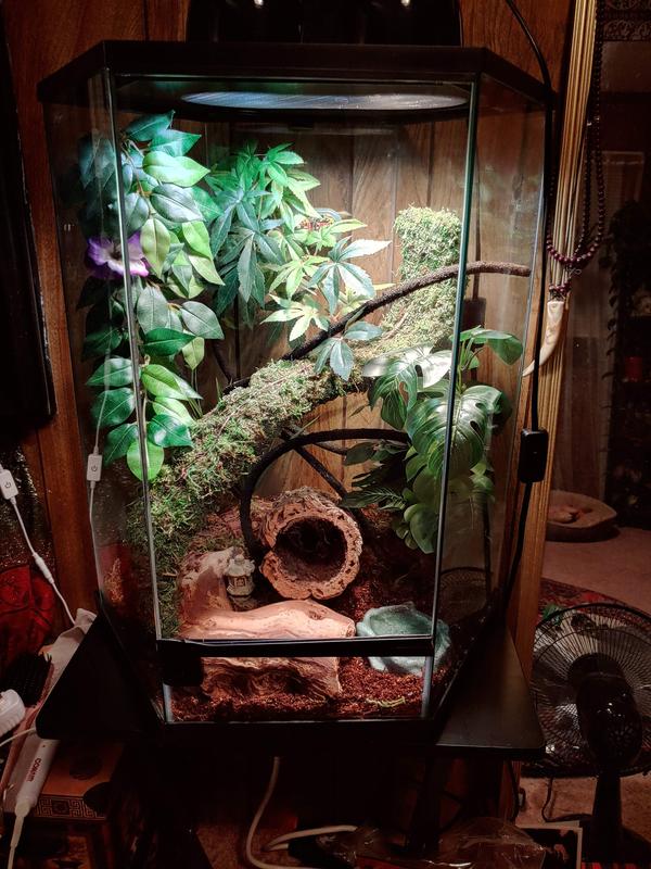 Petsmart 20 gallon hexagon tank sale