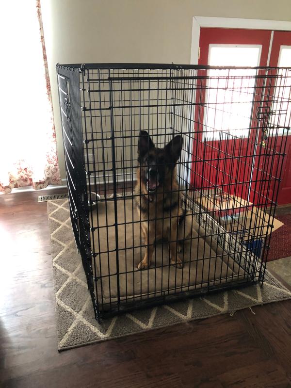 huge dog kennel