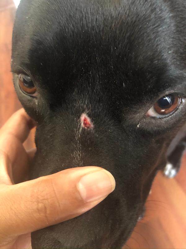 petsmart dog bandage