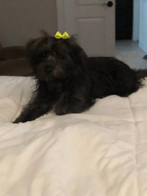 dog detangler spray petsmart