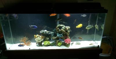 aquaclear 20 petsmart