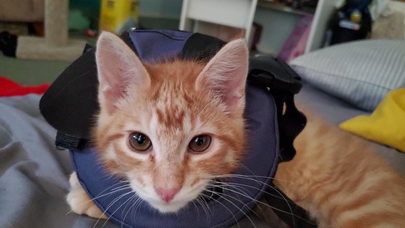 blow up dog cone petsmart