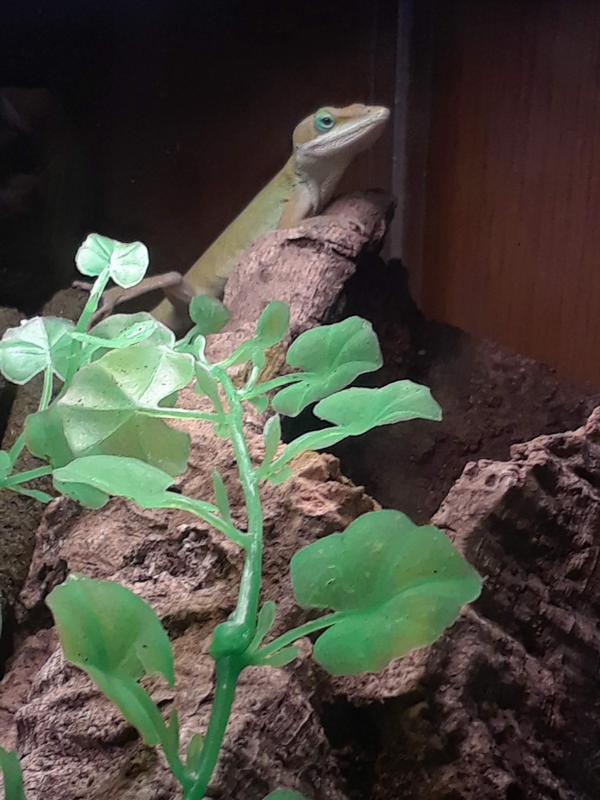 petsmart green anole