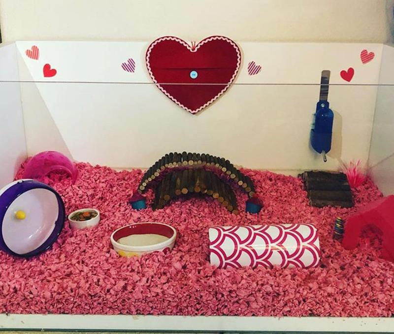 pink hamster bedding