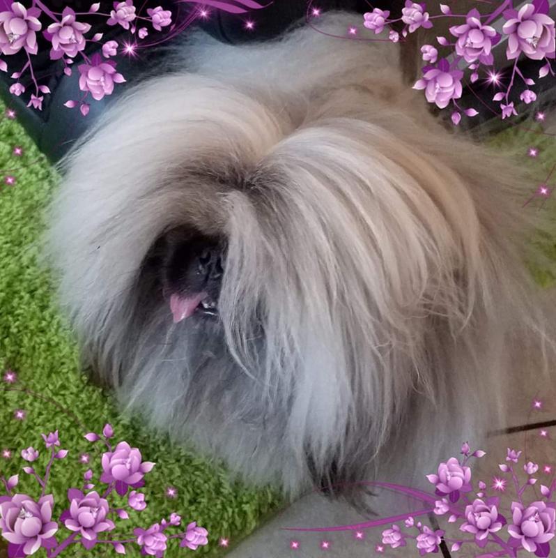 chi conditioner for dogs