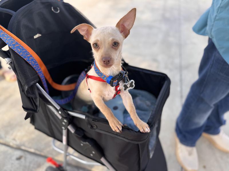 【COLOR iN ID】Pastel leash over knit Arcadia Trail® Breathable Knit Dog Leash