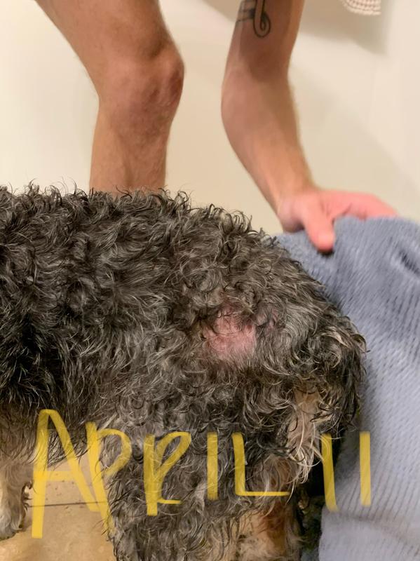 hot spot spray for dogs petsmart