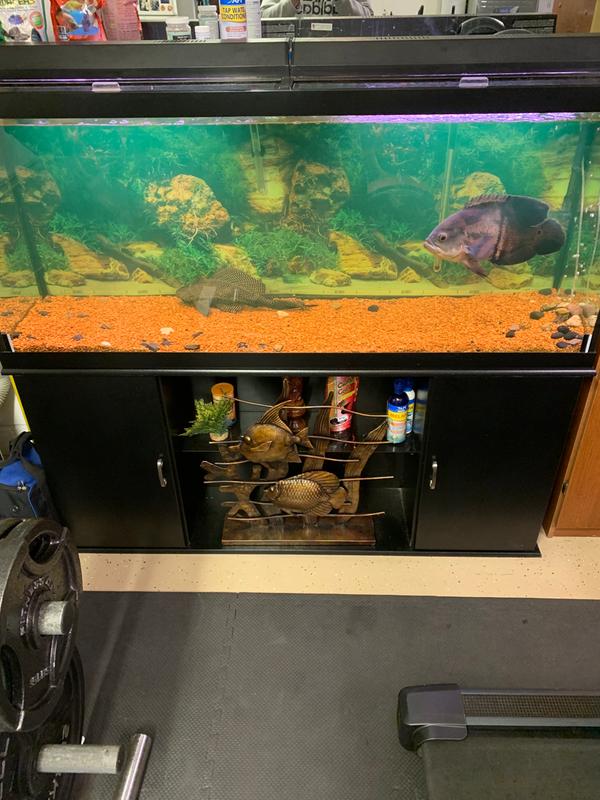 petsmart 120 gallon