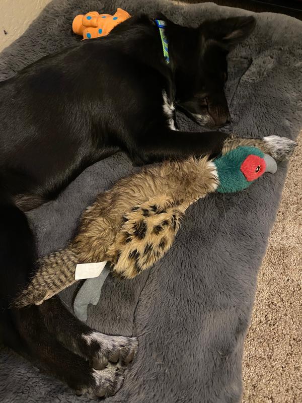 stuffed pheasant dog toy
