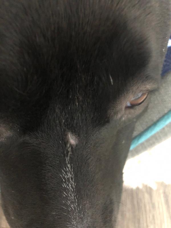 petsmart dog bandage