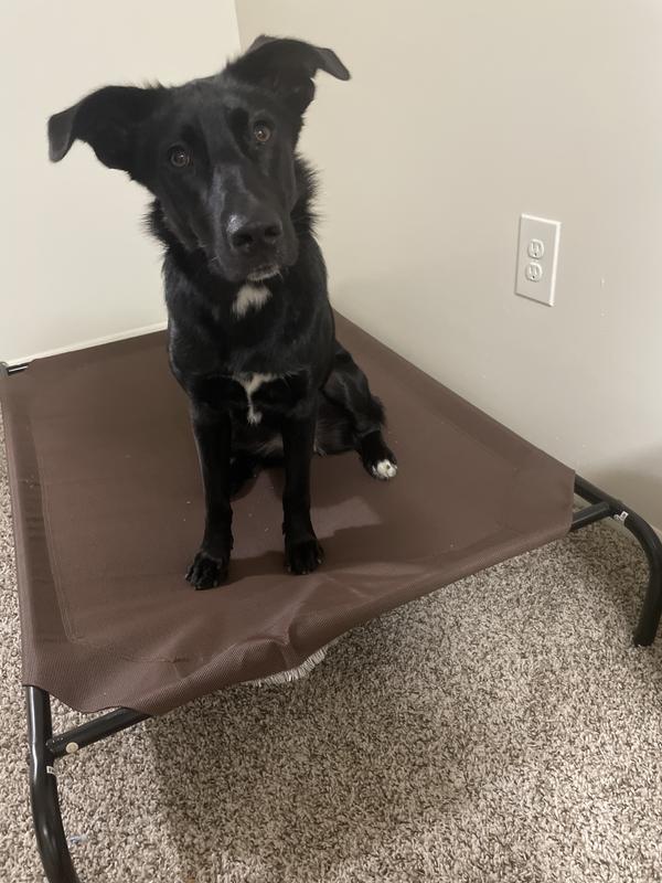 Menards dog beds hot sale