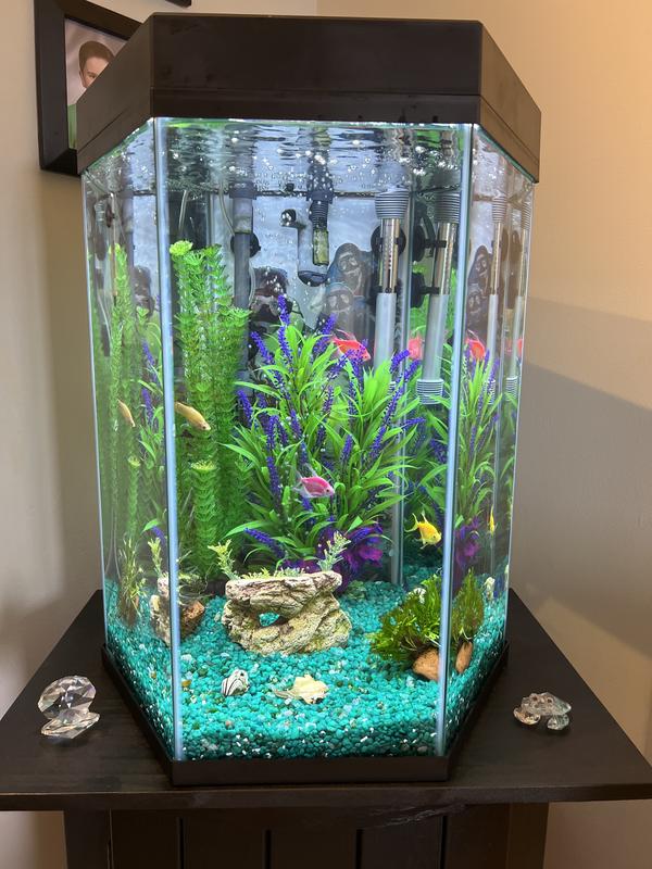 Petsmart 20 gallon hotsell