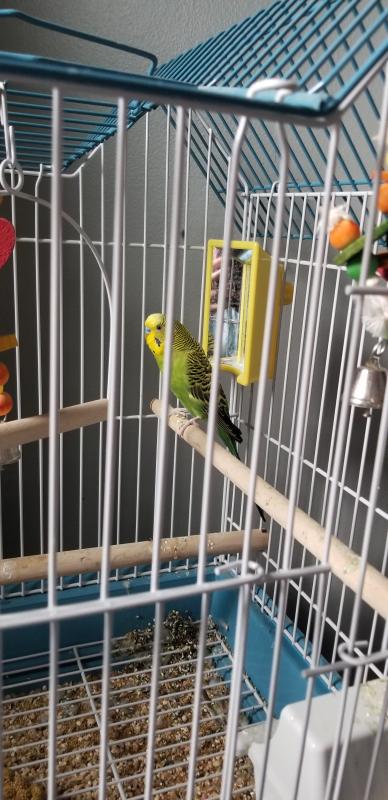 Green Parakeet For Sale Live Pet Birds Petsmart