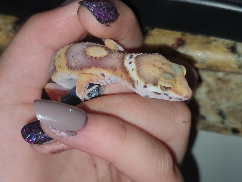 leopard geckos at petsmart