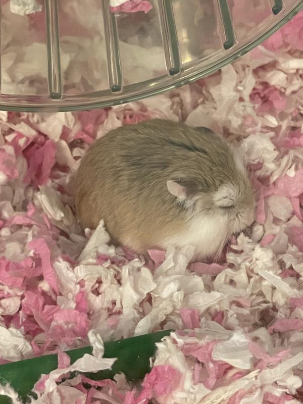 Female roborovski shops hamster