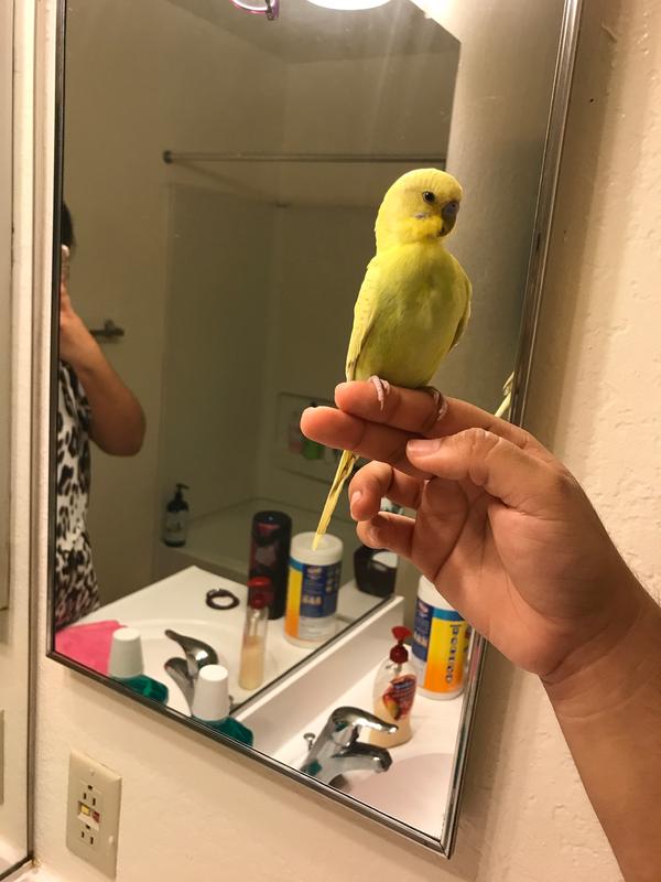 albino budgie for sale