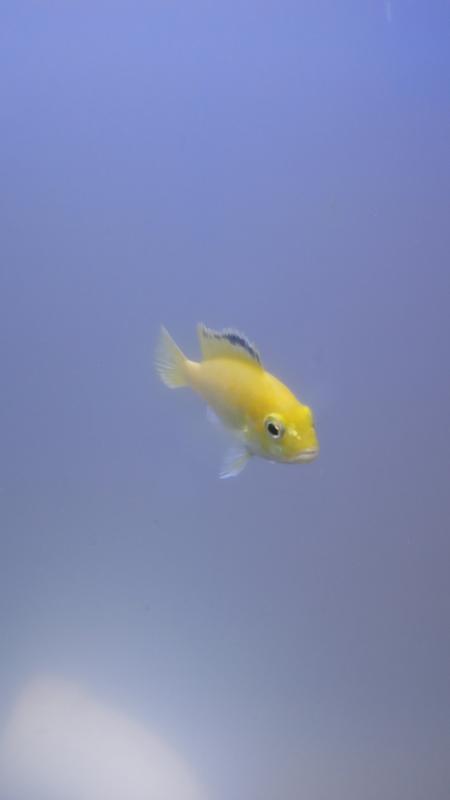 Fish bendazole petsmart online