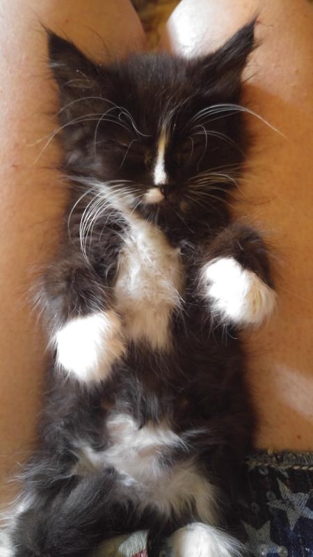 petsmart fancy feast kitten