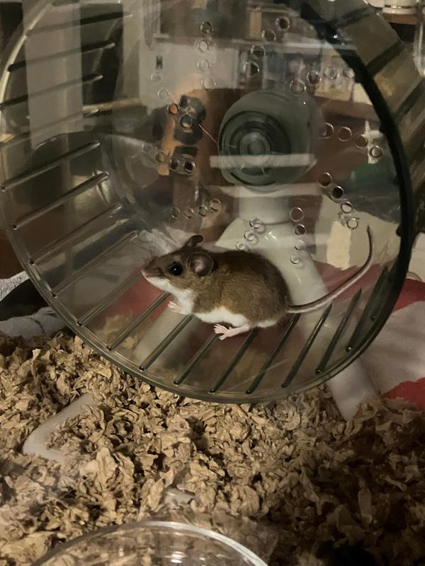 Full Cheeks Small Pet Silent Exercise Wheel