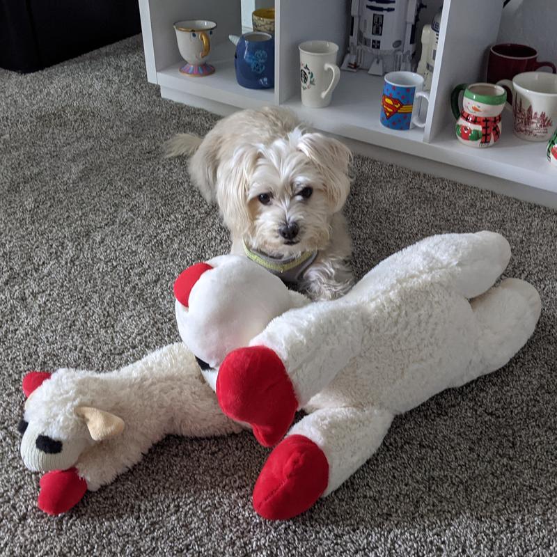 Giant lamb chop outlet dog toy