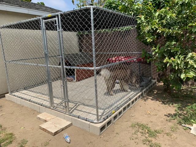 10x10 dog fashion kennel petsmart