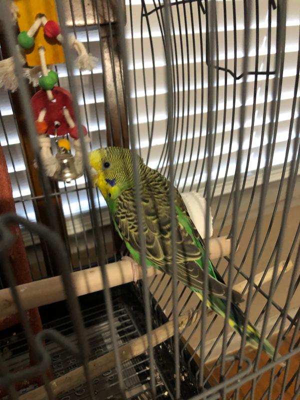 Green Parakeet For Sale Live Pet Birds Petsmart