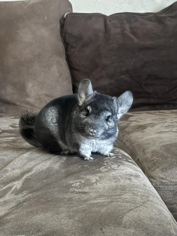 Chinchilla fashion petsmart