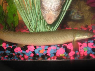 Dinosaur Bichir Fish For Sale Live Pet Fish Petsmart