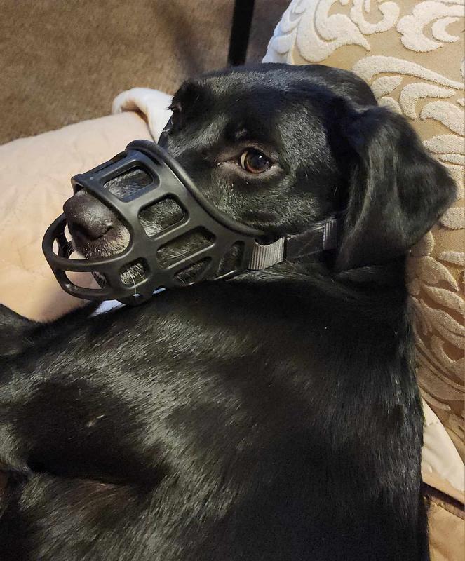 Top Paw Adjustable Basket Muzzle