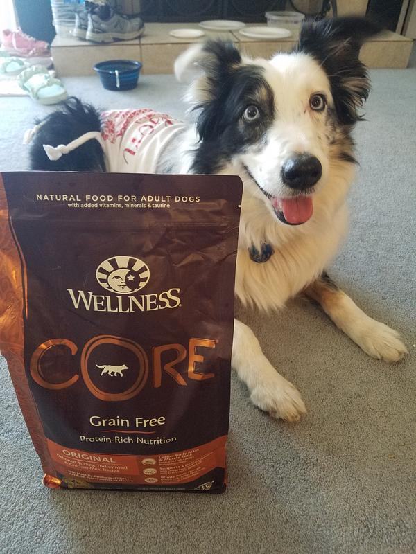 Wellness core outlet dog food rating