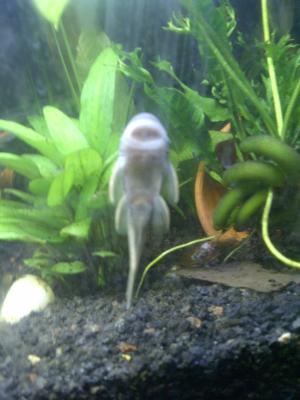 petsmart sucker fish