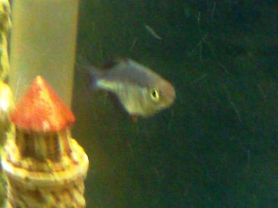 madagascar rainbow fish petsmart
