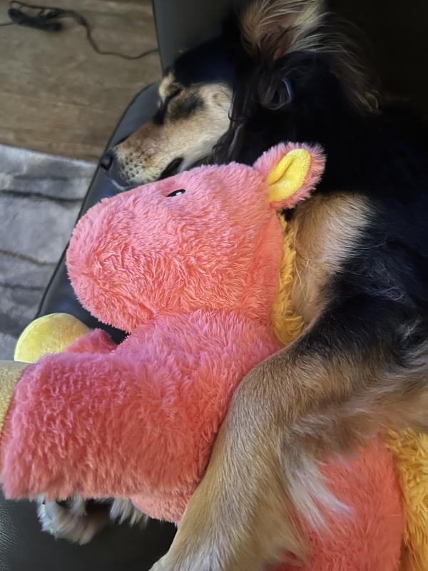 My puppy humps his toys hotsell