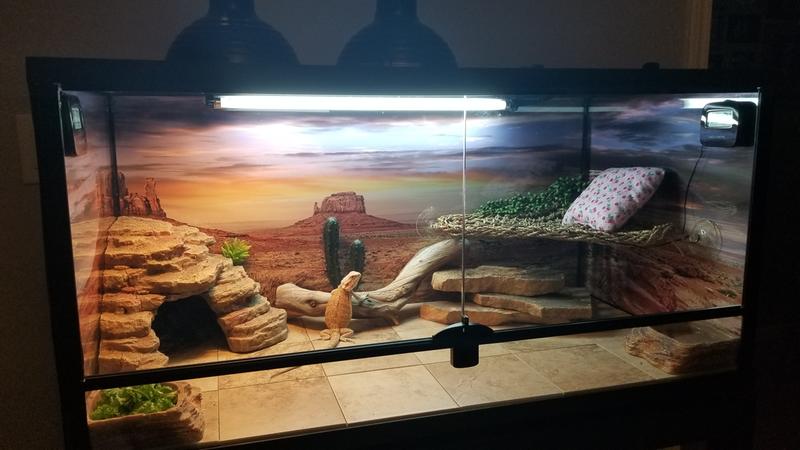 desert reptile starter kit 40 gallon