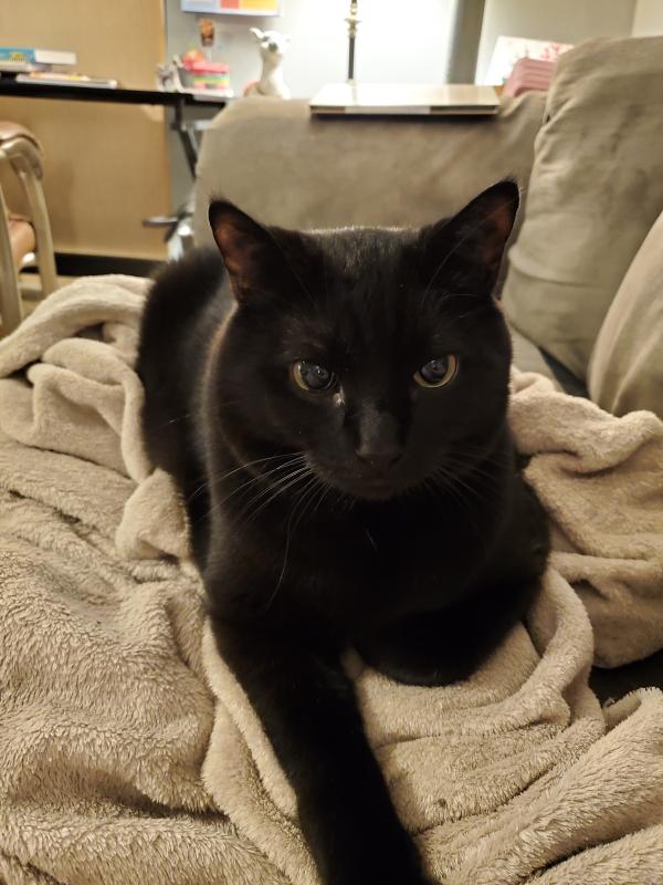 petsmart nutro max cat