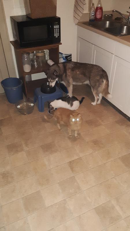 american journey petsmart