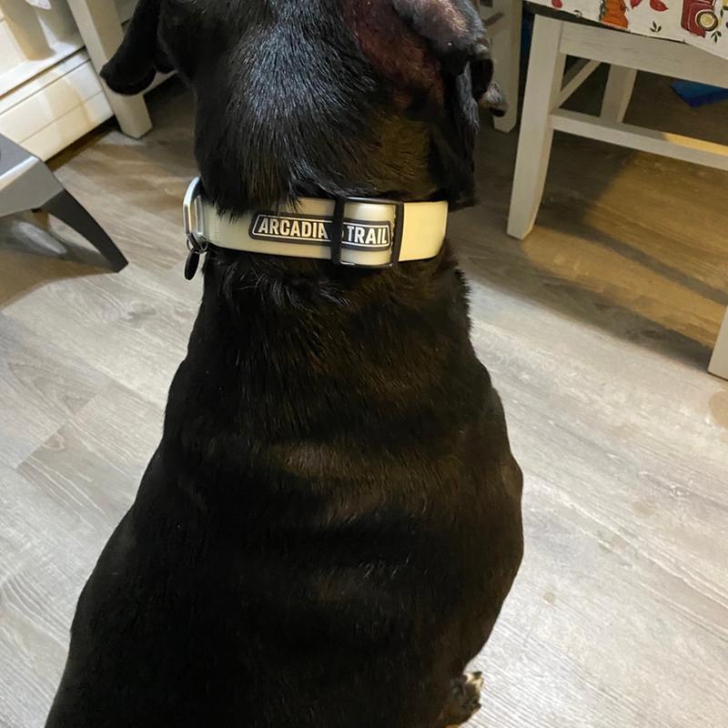 AgBoss Black Dog Collar  40mm x 65cm (26) - AgBoss™