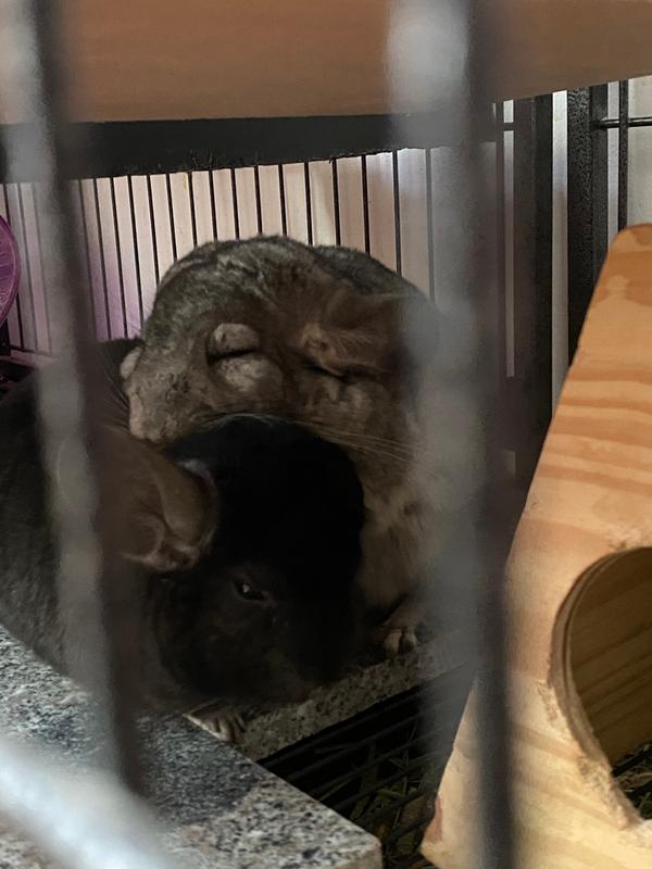 chinchilla price petsmart