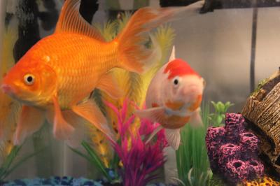 petsmart live fish
