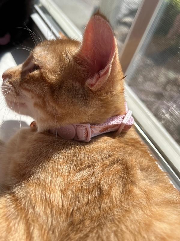 Whisker City Pineapple Easy Release Kitten Collar