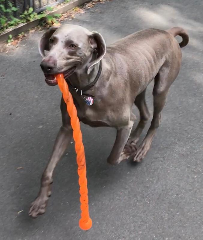 kong safestix medium