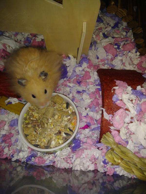 all living things hamster food