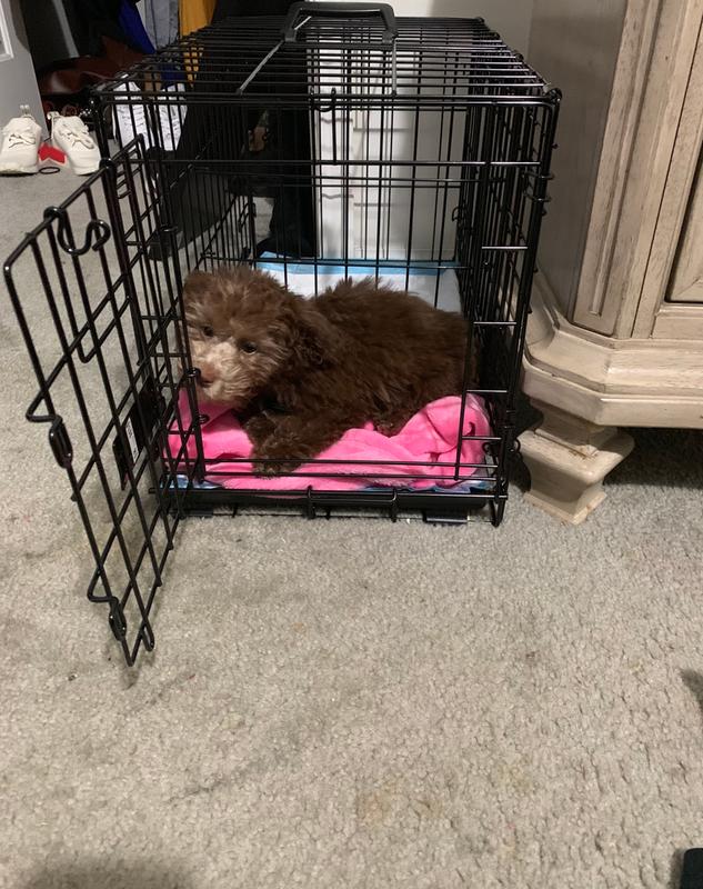 top paw 48 double door folding crate