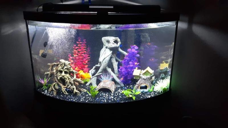 petsmart corner tank