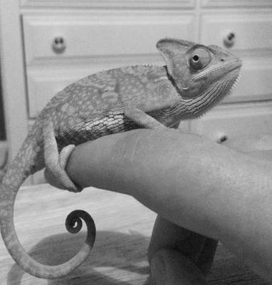 chameleon store near me