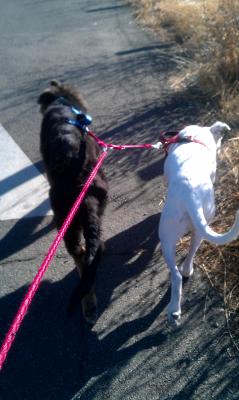 petsmart double leash