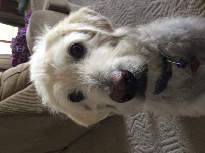 gnc pets medicated antibacterial and antifungal dog spray reviews