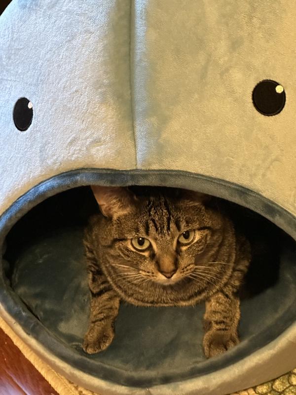 Whisker City Fish Character Hut Cat Bed